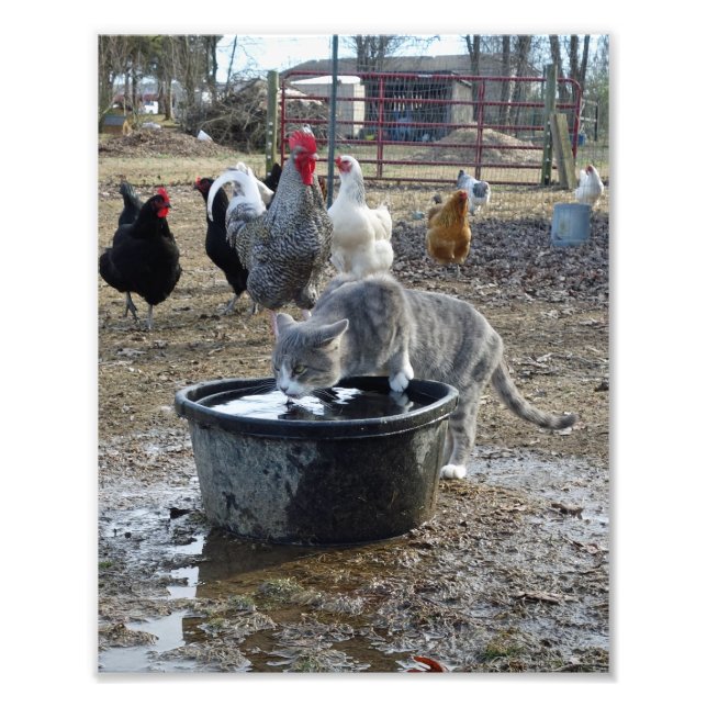 Foto Archie y las gallinas (Frente)
