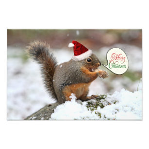 Foto Ardilla de Navidad en nieve