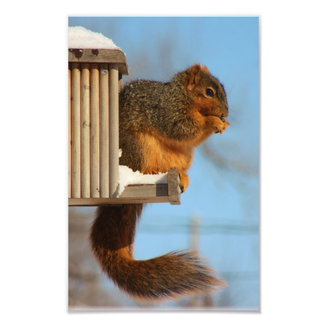 Foto Ardilla en el alimentador (Frente)