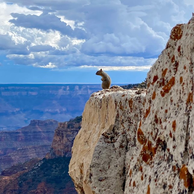 Foto Ardilla en el Parque Nacional del Gran Cañón en la (Subido por el creador)