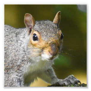 Foto Ardilla gris