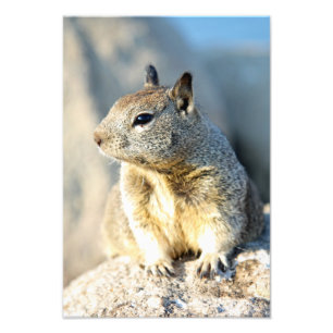 Foto Ardilla gris, Bahía de Monterey, California
