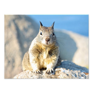 Foto Ardilla gris, Bahía de Monterey, California