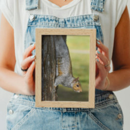 Foto Ardilla gris oriental en el árbol