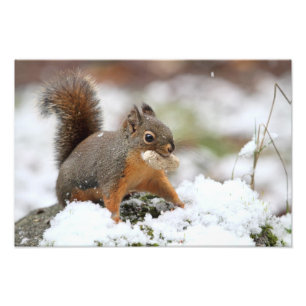 Foto Ardilla linda en nieve con el cacahuete