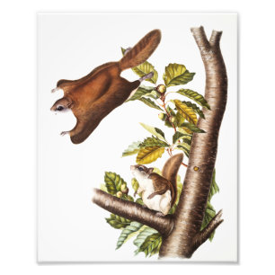 Foto Ardilla voladora de Oregón (Pteromys Origonensis)