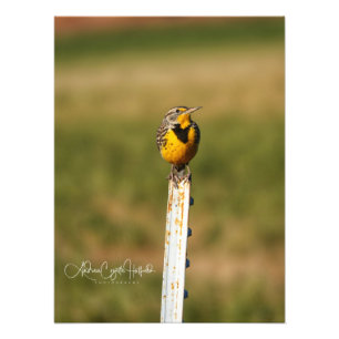 Foto Arizona Meadow Lark