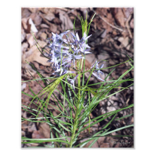 Foto Arkansas Bluestar Needleleaf