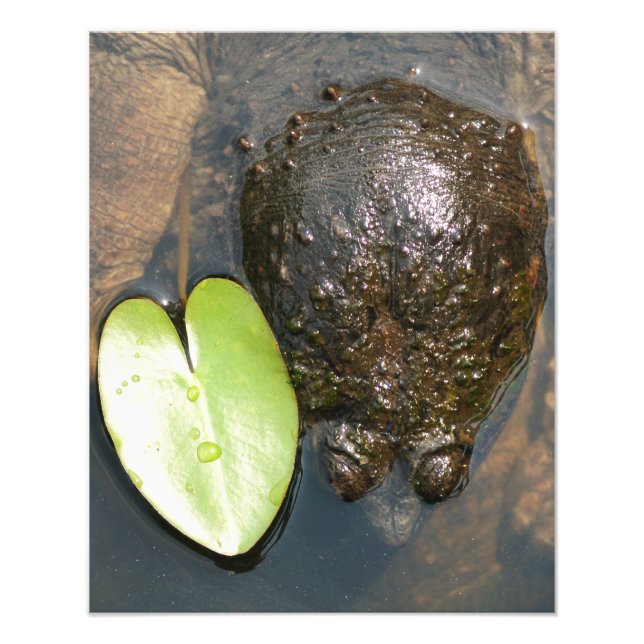 Foto Armonía (Frente)