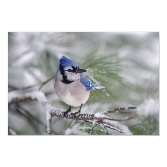 Foto Arrendajo azul, Cyanocitta cristata (Frente)