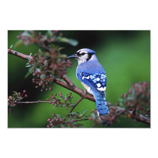 Foto Arrendajo azul, Cyaoncitta cristata (Frente)