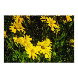 Foto Arrowleaf Balsamroot Flor silvestre amarillo Resum