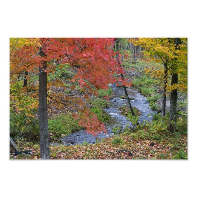 Foto Arroyo de Coles bordeado de arces de otoño cerca (Frente)
