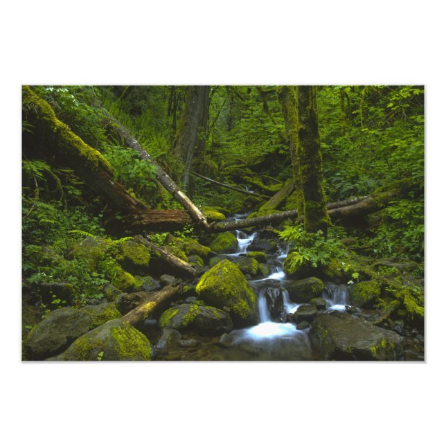 Foto Arroyo de Selva Templada en el río Columbia (Frente)