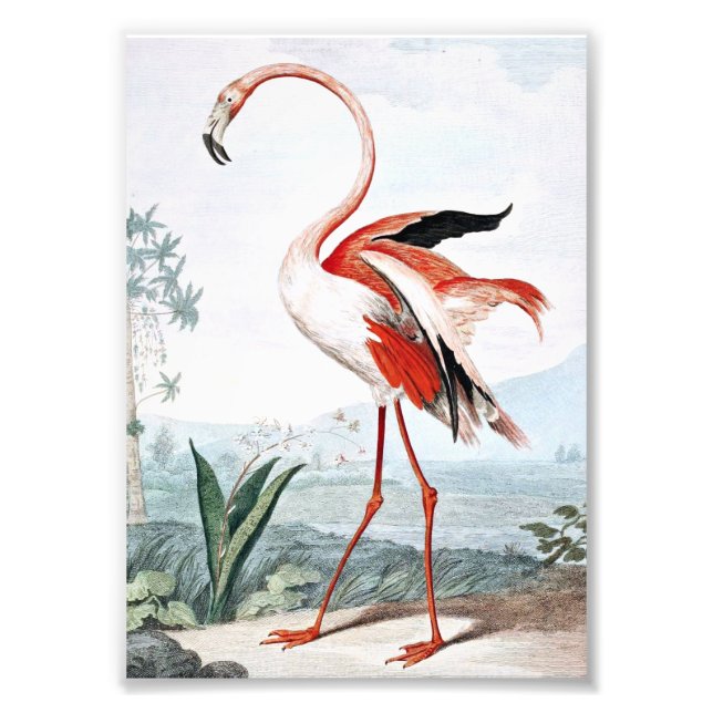 Foto Arte Antiguo Pájaro Flamenco Rosa (Frente)