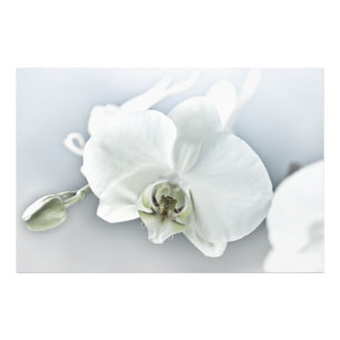 Foto Arte Botánico de Orquídea Blanca Elegante