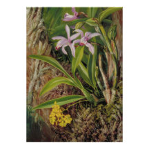 Arte botánico de orquídea tropical