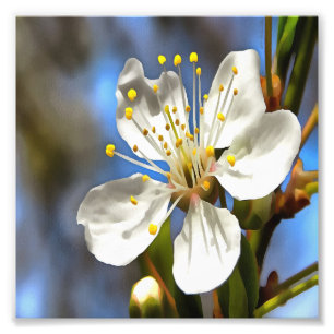 Foto Arte botánico Plum Blossom