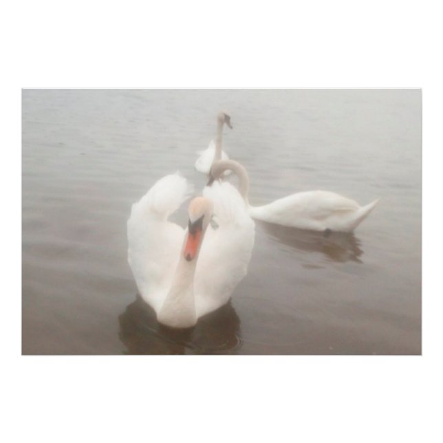 Foto Arte de acuarelas modernas elegantes Cisnes en el  (Frente)