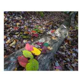 Foto Arte de otoño forestal