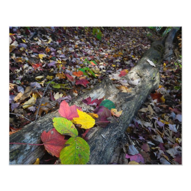 Foto Arte de otoño forestal (Frente)