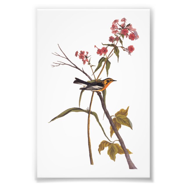 Foto Arte de pájaro del pájaro del pájaro negro (Frente)