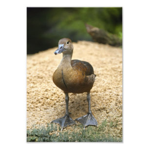 Foto Arte de pato silbador pequeño y lindo para guarder