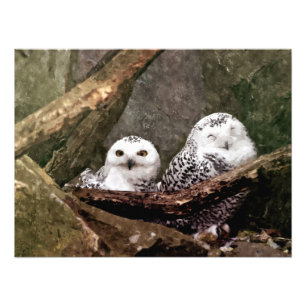 Foto Arte de vida silvestre del bosque de pareja de búh
