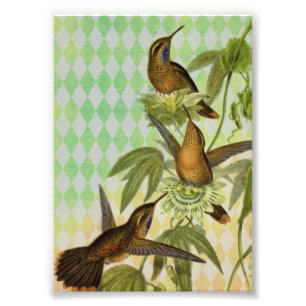 Foto Arte digital de Hummingbird