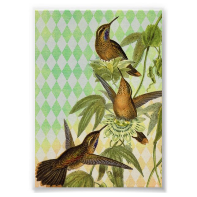 Foto Arte digital de Hummingbird (Frente)