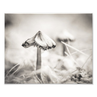Foto Arte fino de hongo boscoso en blanco y negro