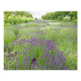 Foto Arte fotográfico de campo de lavanda