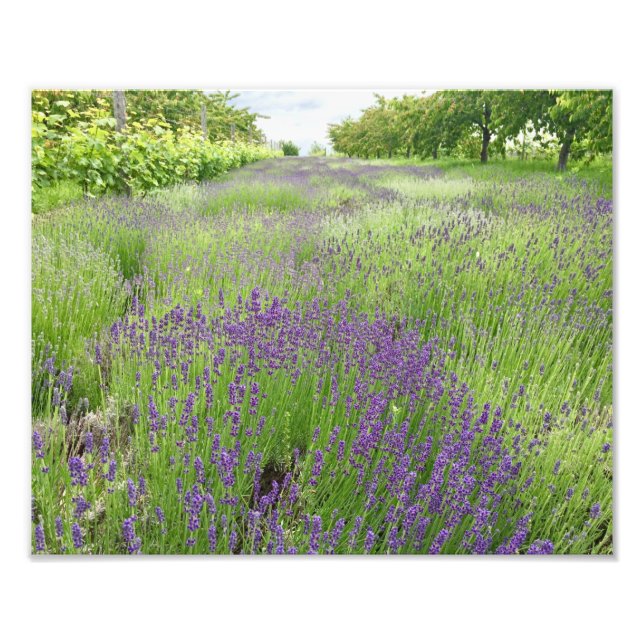 Foto Arte fotográfico de campo de lavanda (Frente)