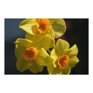Foto Arte fotográfico de flor de narciso amarillo de pr