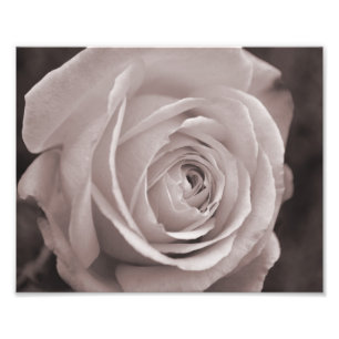 Foto Arte fotográfico de rosa blanco y negro 10x8