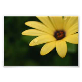 Foto Arte impreso de la flor de margarita africana amar