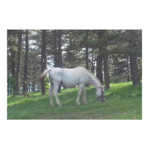 Foto Arte Original Caballo Blanco Hermoso Elegante