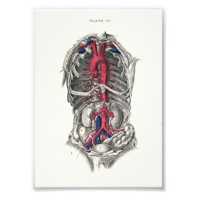 Foto Arterias de impresión de anatomía humana de 1895 (Frente)