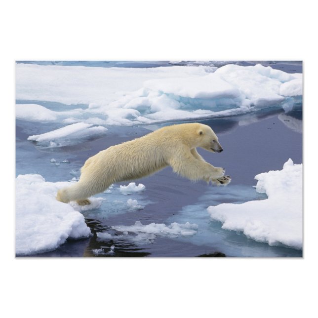Foto Ártico, Svalbard, Oso polar extendiéndose (Frente)