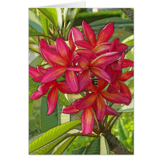Foto artística del Plumeria en tarjeta