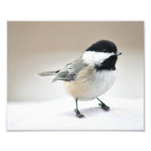 Foto Ascendente cercano del Chickadee
