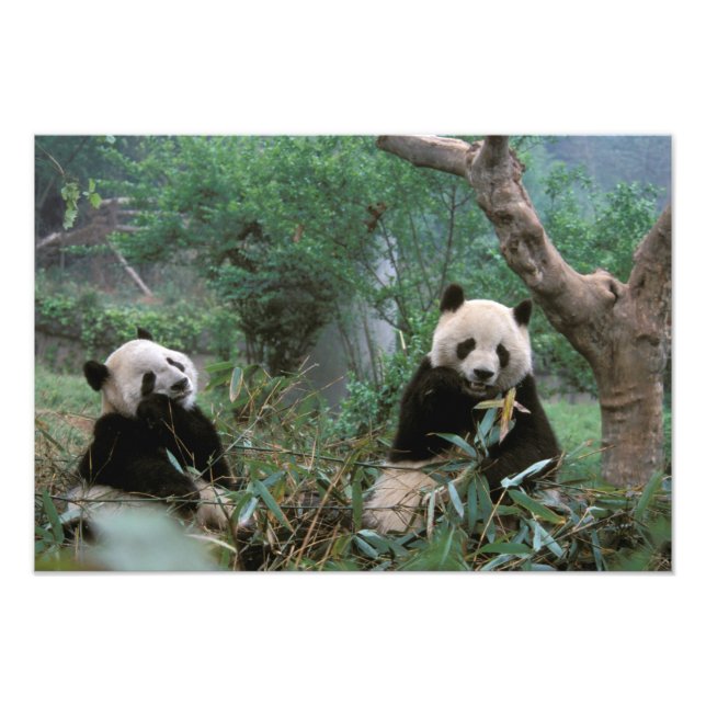 Foto Asia, China, Chengdu. Santuario Giant Panda (Frente)
