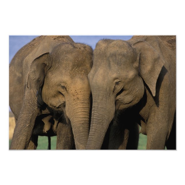 Foto Asia, India, Parque Nacional Nargahole. Indio (Frente)