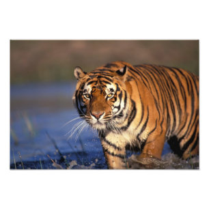 Foto ASIA, India, Tigre de Bengala Panthera tigris)