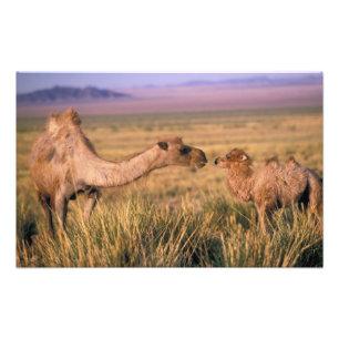 Foto Asia, Mongolia, desierto de Gobi, Gran Gobi