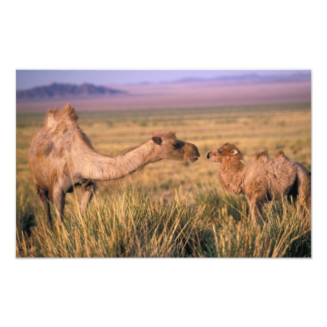 Foto Asia, Mongolia, desierto de Gobi, Gran Gobi (Frente)