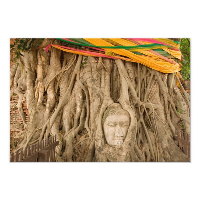 Foto Asia, Tailandia, Siam, Buda en surcos de árbol en (Frente)