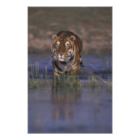 ASIA, Tigre de la India caminando a través del agu