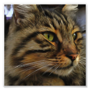 Foto Aslan, El Gato De Tabby, De Larga Esperanza