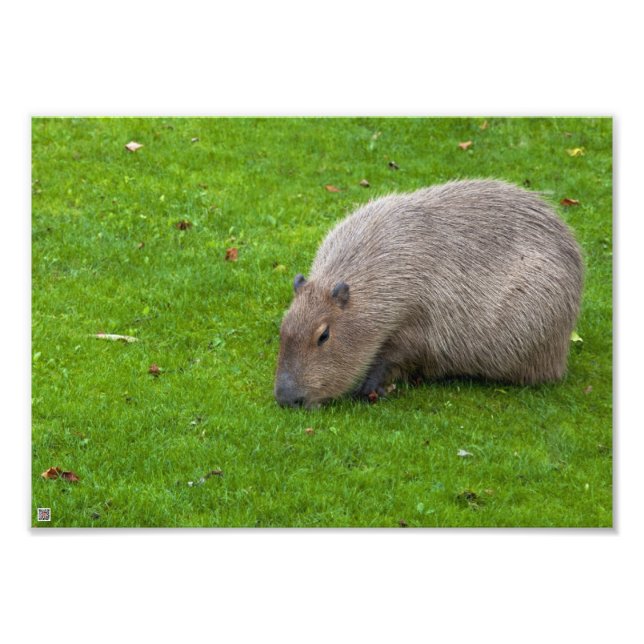Foto Asombroso capibara animal (Frente)